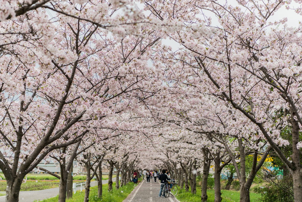 サイクリングロードの桜-2