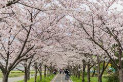 サイクリングロードの桜-2