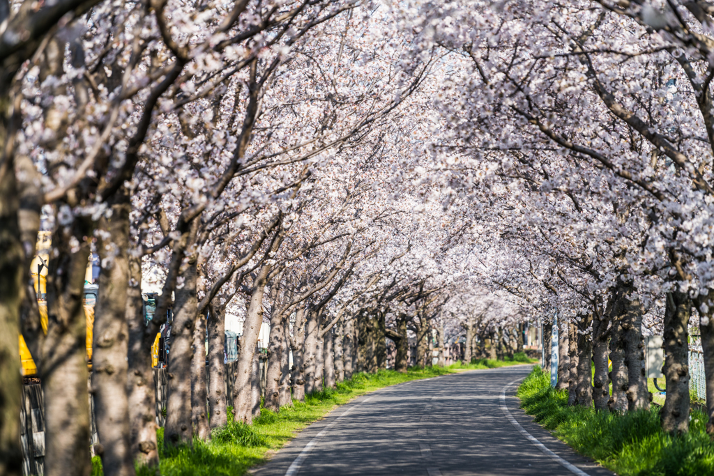 サイクリングロードの桜-6