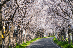 サイクリングロードの桜-6