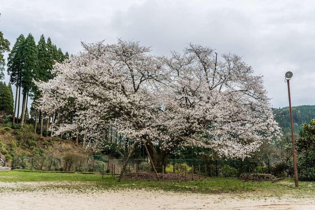 旧久保山分校の山桜-1