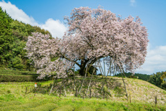 吉田の百年桜-3