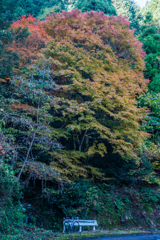 林道のオオモミジ