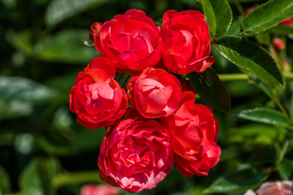 真紅のバラ-3
