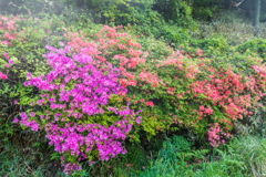 天山のツツジ