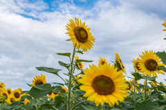 渕のひまわり-5