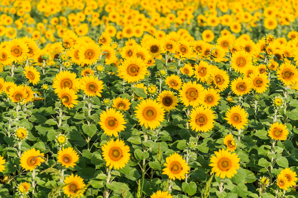 渕のひまわり畑-4