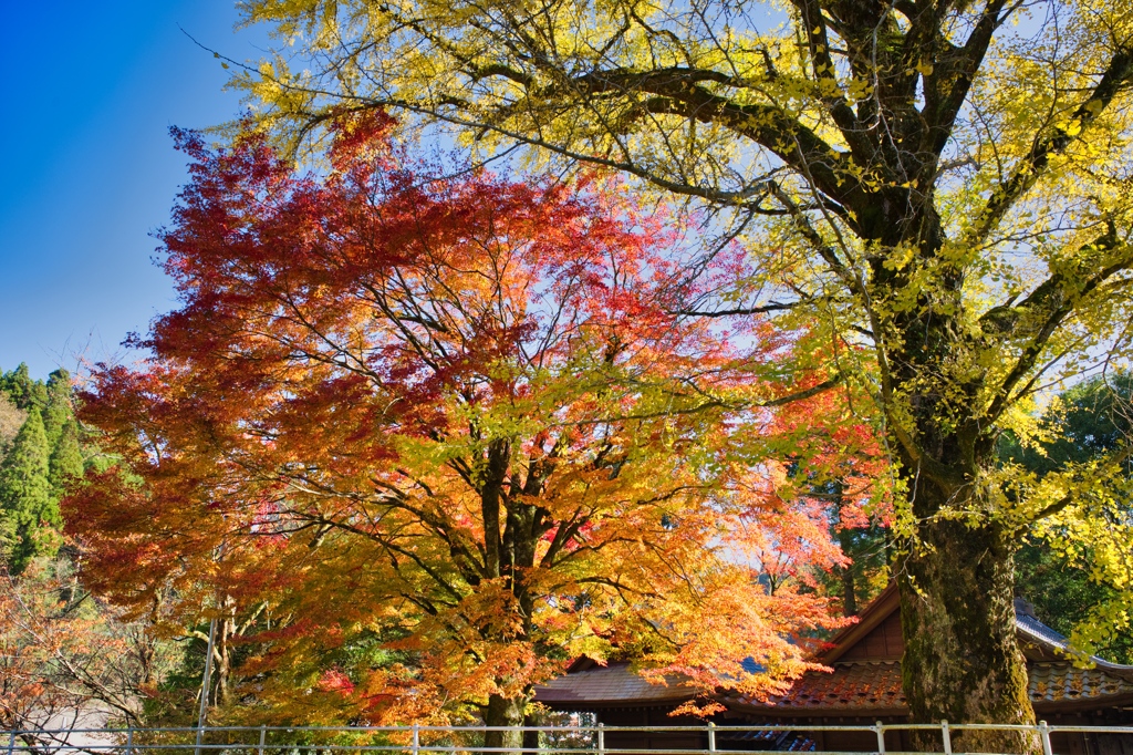 杉山白石神社-1