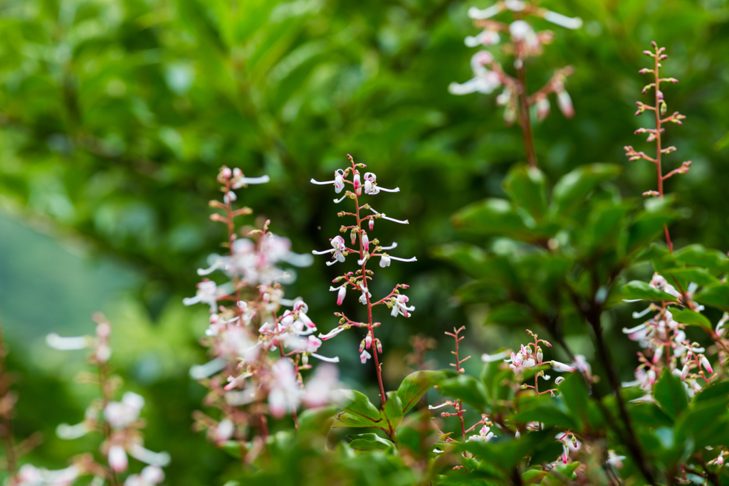 ヤクシマホツツジ