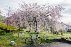 四季の丘の枝垂れ桜