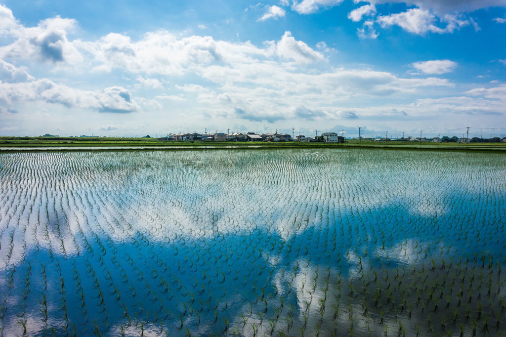 水田に青空