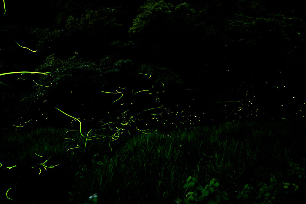 蛍_2015.06.04-5
