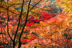 雄淵雌淵の紅葉-5