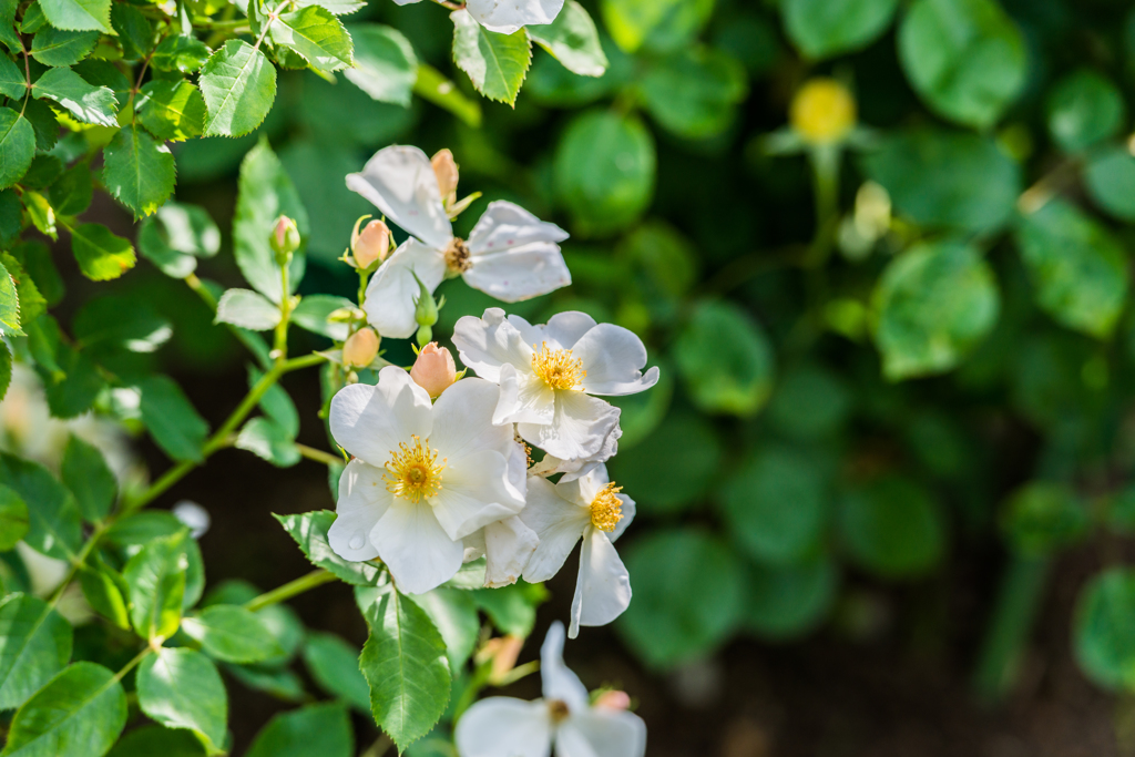 石橋文化センターのバラ-7