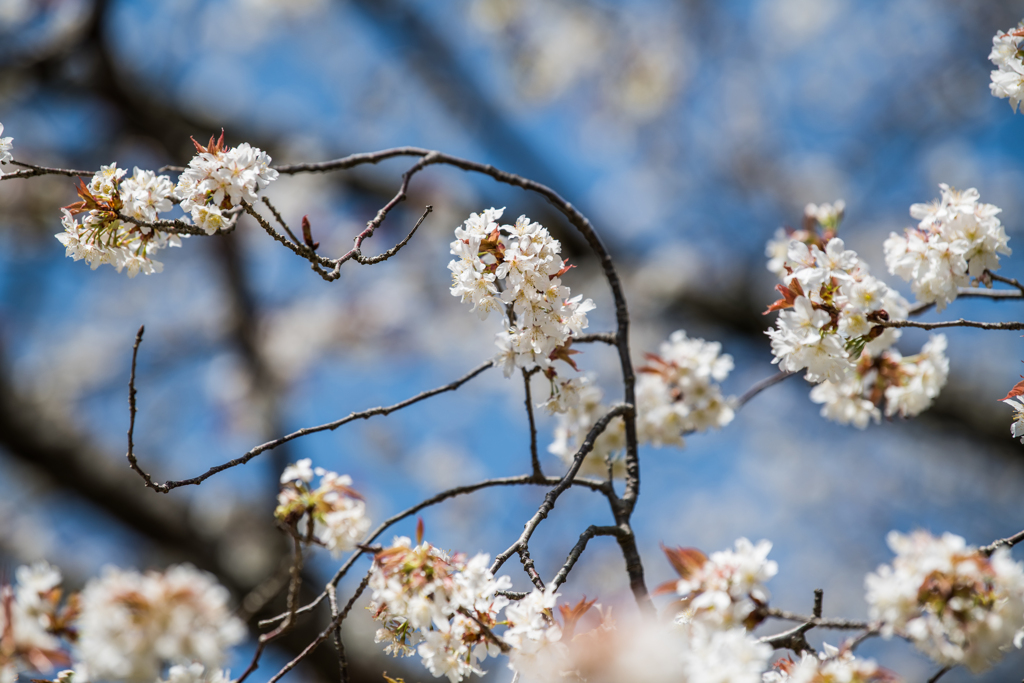 ジラカンス桜-3