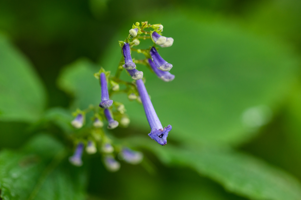 タカクマヒキオコシ