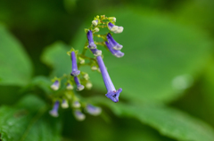 タカクマヒキオコシ