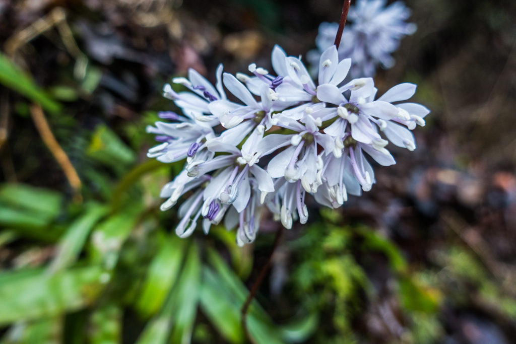 ショウジョウバカマ-2