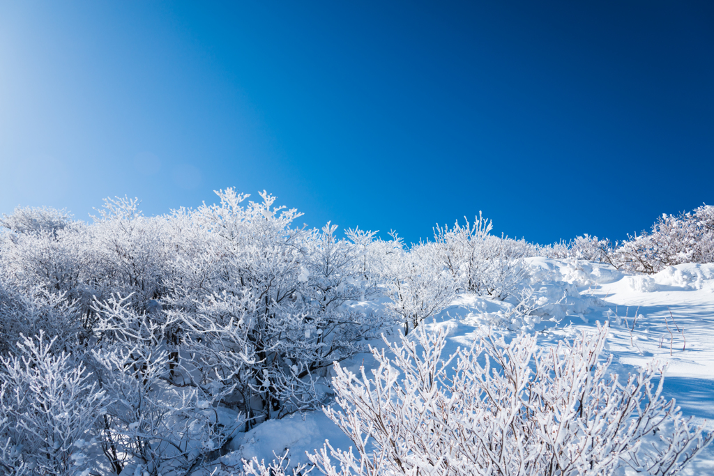 久住の霧氷-2
