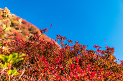 国見分れ下の紅葉