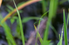 アオモンイトトンボ♂-2