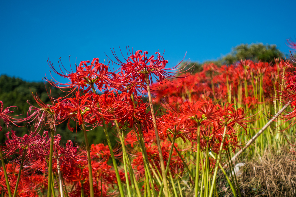 ヒガンバナ@江里山-2