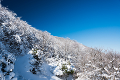 枯れ木に雪の花