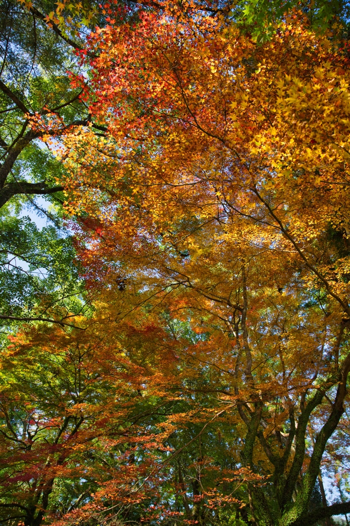 多久若宮八幡宮-1