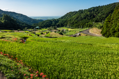 江里山の棚田