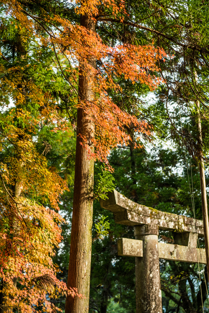 多久八幡神社-2