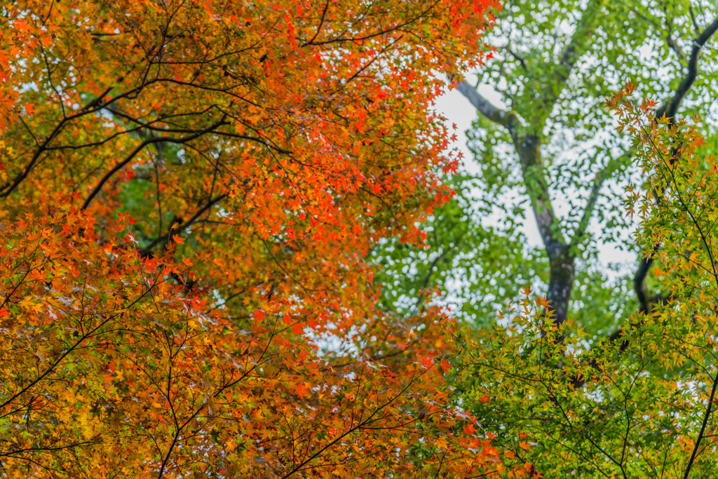 若宮八幡宮の紅葉-3