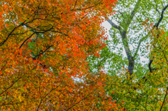 若宮八幡宮の紅葉-3