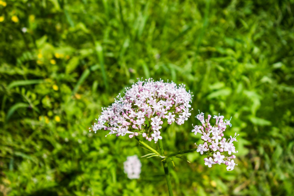 カノコソウ（ハルオミナエシ）