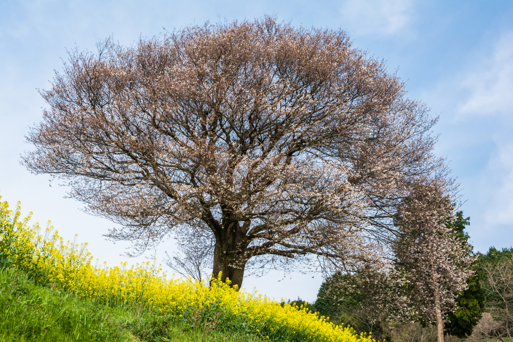 馬場の山桜-三分咲-4