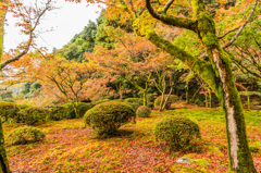 主屋前の庭-3