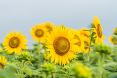 渕のひまわり-3