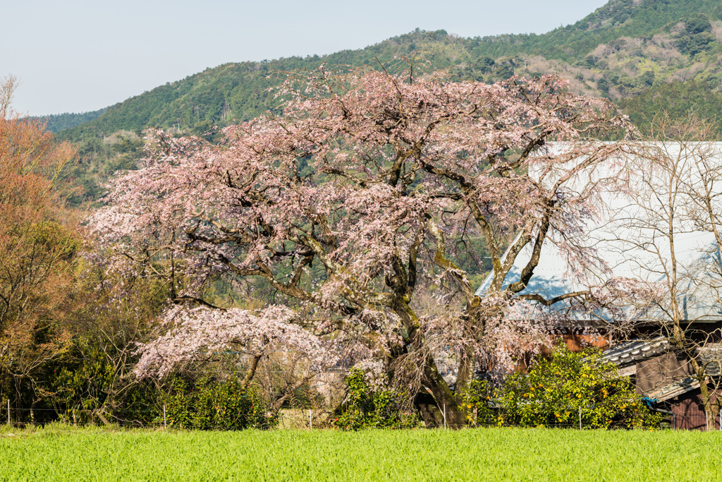 宝珠寺のしだれ桜-3