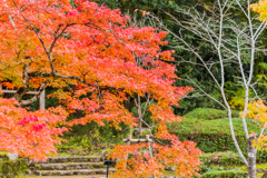 多久西渓公園-6