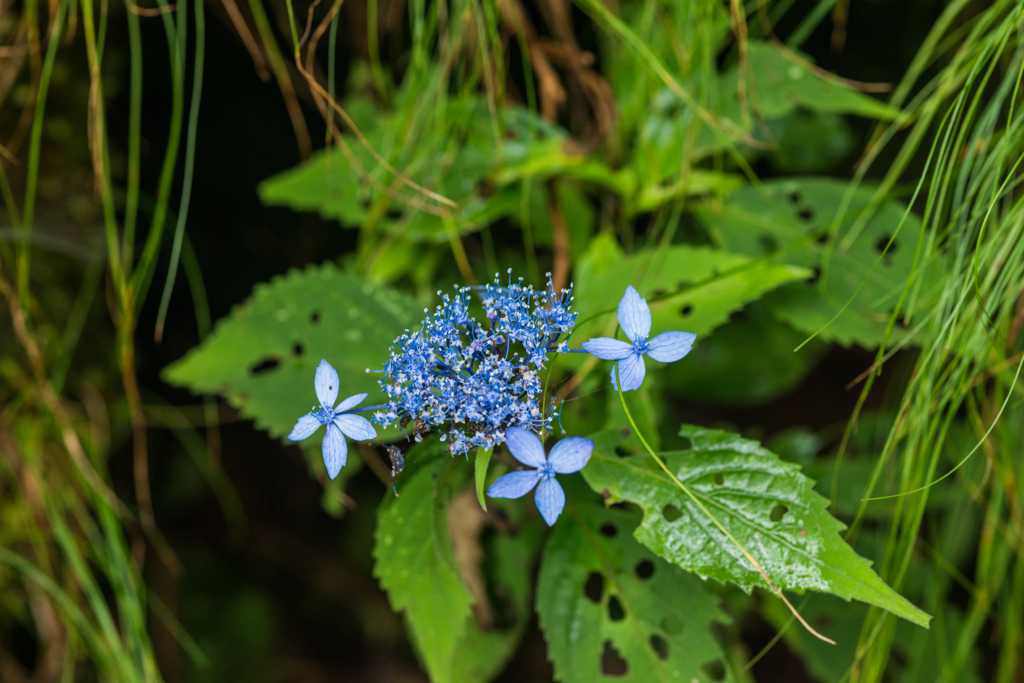 ヤマアジサイ