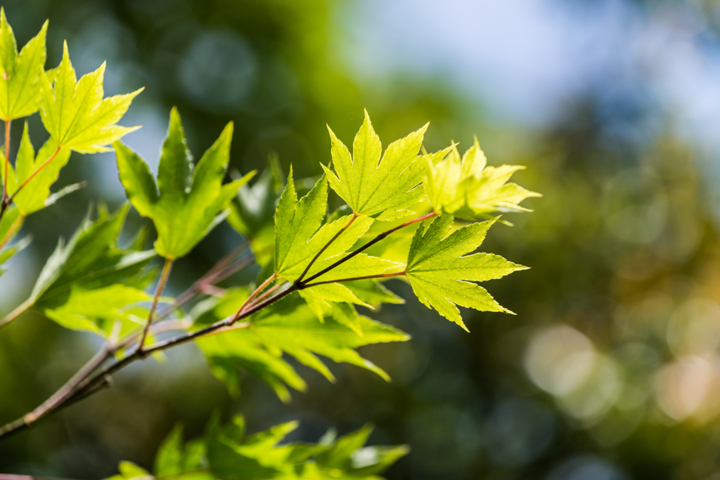 モミジの若葉