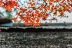 九年庵-藁葺き屋根と紅葉_2014.11.20-1