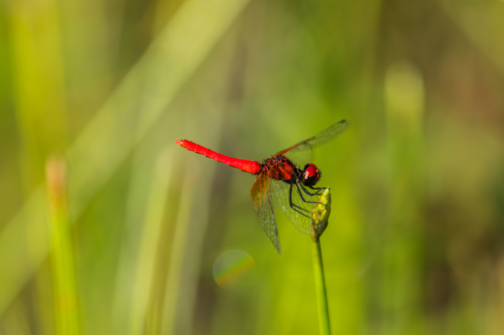 ハッチョウトンボ♂-2