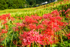 江里山の彼岸花-3