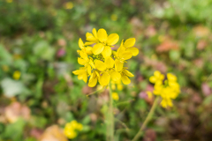 １月の菜の花