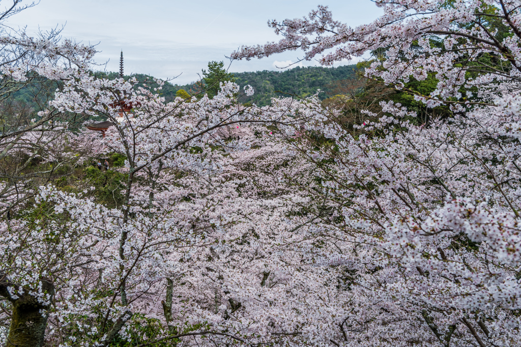 桜の谷