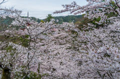桜の谷 桜の谷