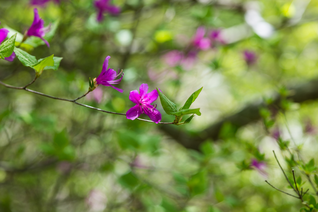 妙見岳のミツバツツジ-1
