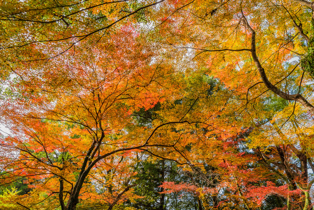 多久若宮八幡宮の紅葉-6