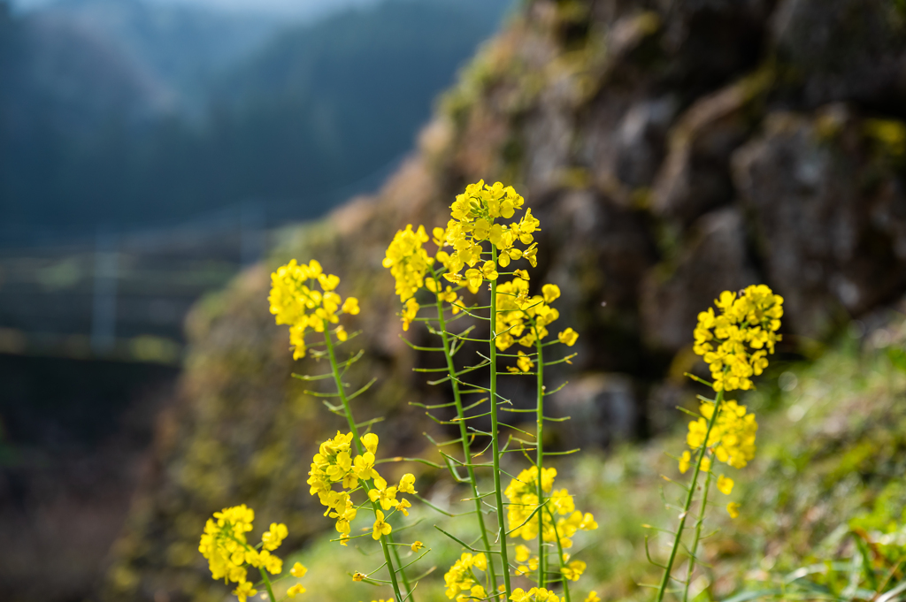 南川原の菜の花