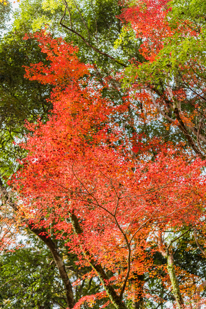 多久若宮八幡宮の紅葉-1